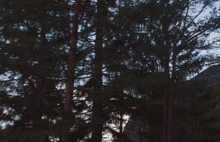Silhouette of a mountain behind pine trees under a blue morning sky