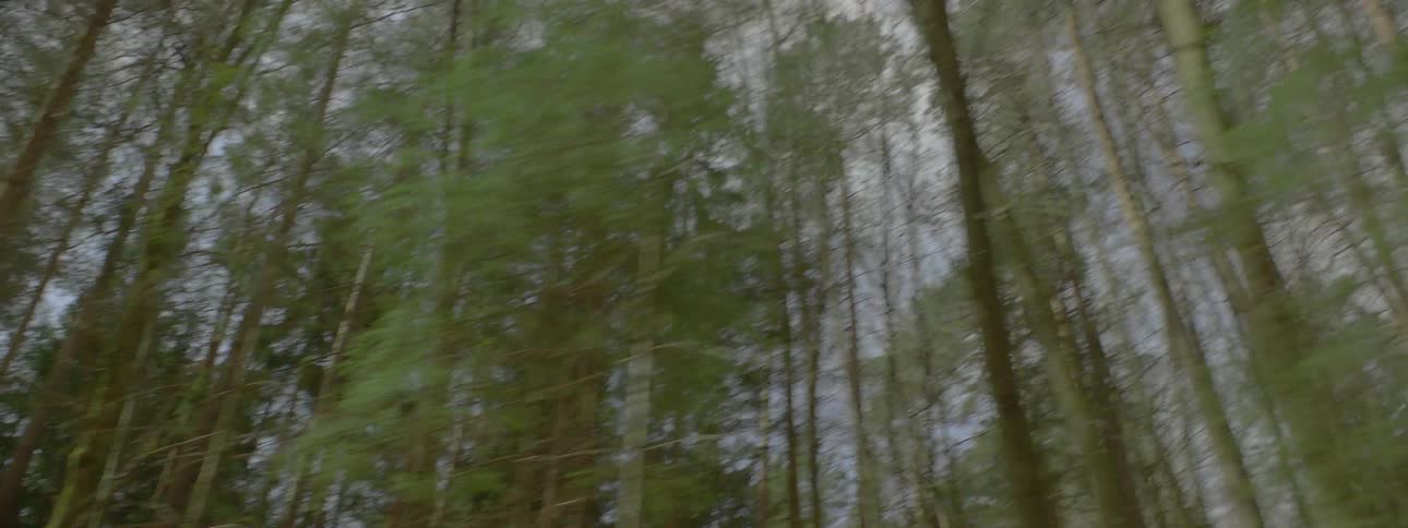 Tall trees under wispy clouds in a blue sky