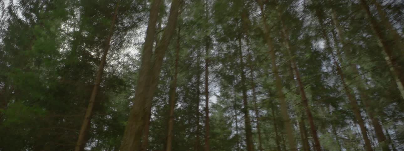 Landscape of tall trees in a forest with sun flare
