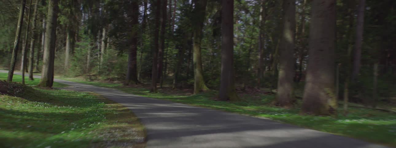 A paved roadway passes through a forested area filled with tall trees