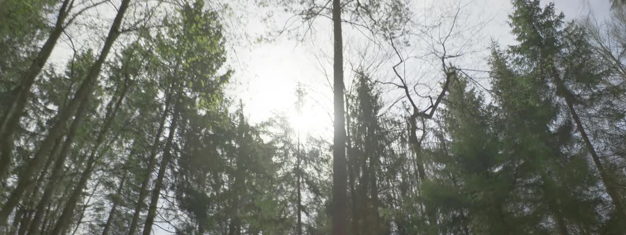 Upward view of large trees in a forest with sun reflections