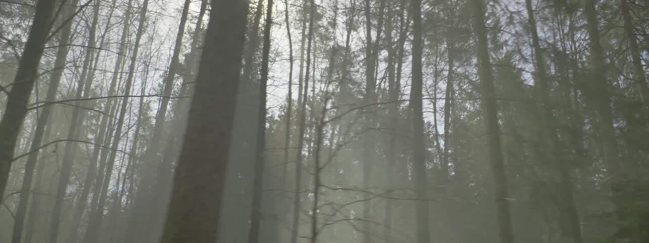 Sunlight is shining through the trees of a forest