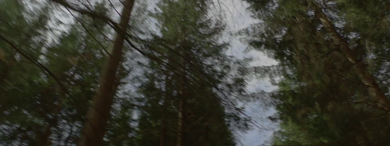 Looking up between large trees against a partly cloudy sky