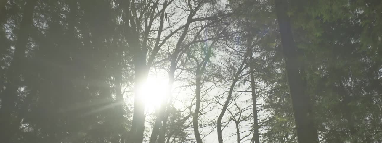 Sunlight filters through the branches of the trees in a forest