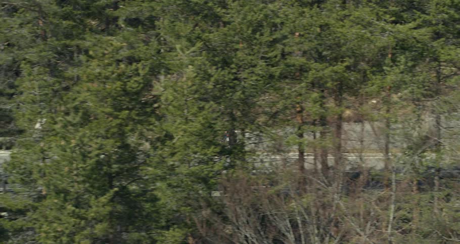 A bicyclist makes their way along a road that passes through a forest