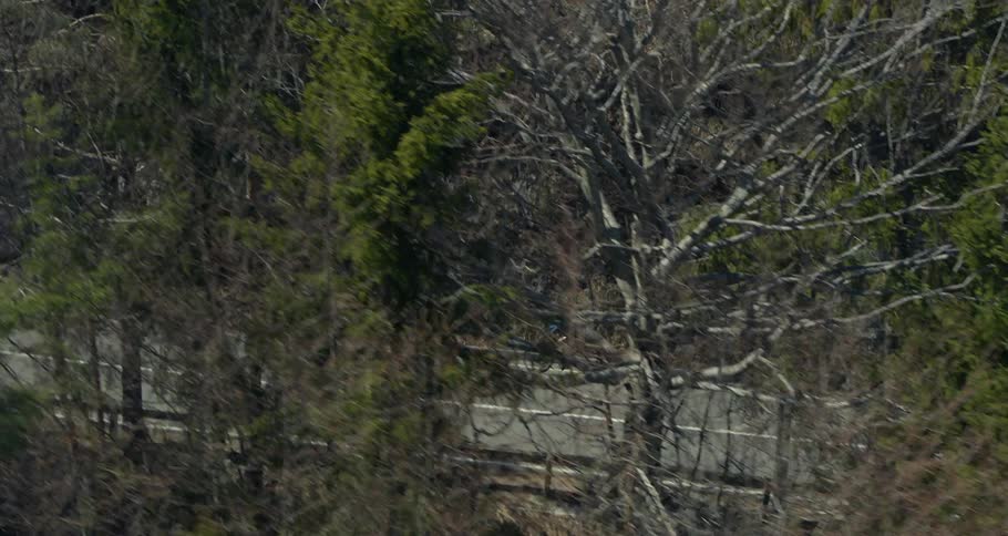Bicyclist riding uphill on a mountain road surrounded by forest on each side