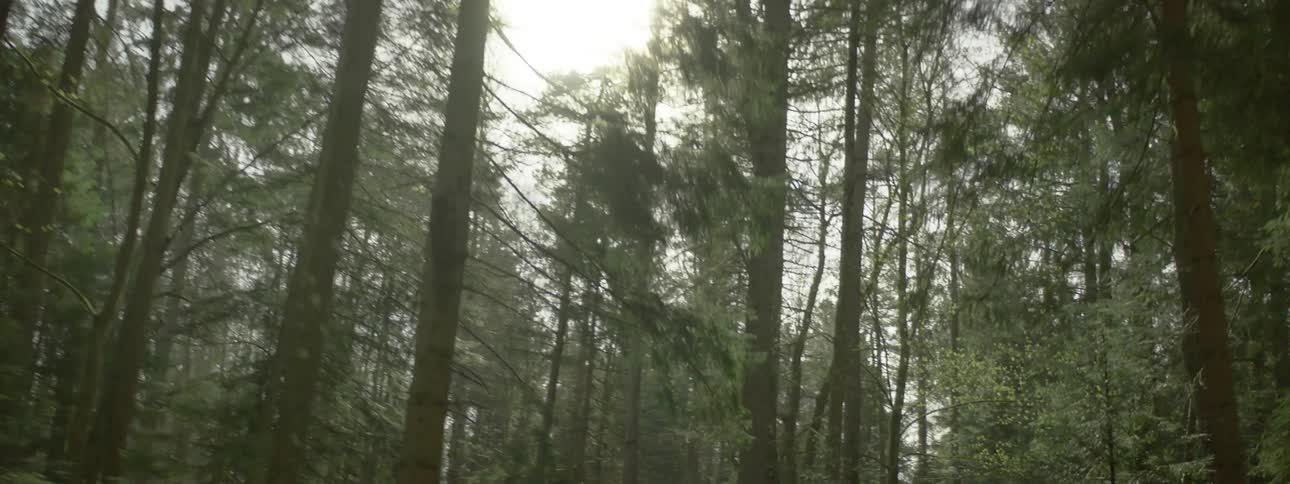 Sunlight filters through the foliage of a forest