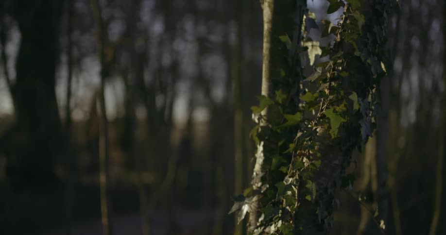 Ivy growing up the trunk of small tree