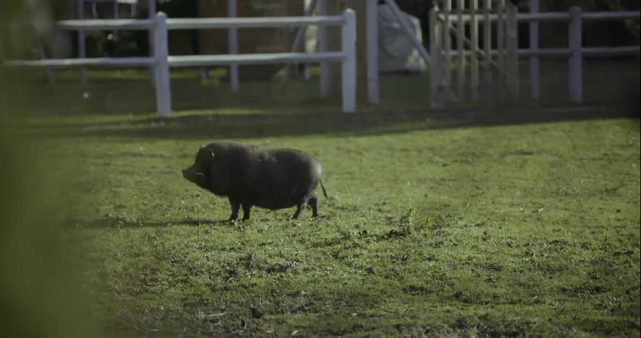 A small hog walks along the green grass on a sunny day