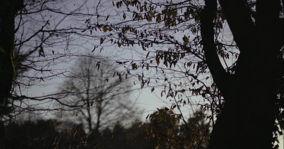 Calm leaves hanging from branches on a clear fall day