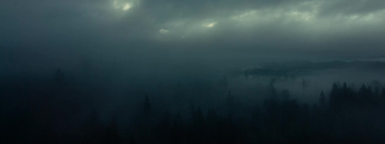 A pine forest that is partially covered in heavy fog