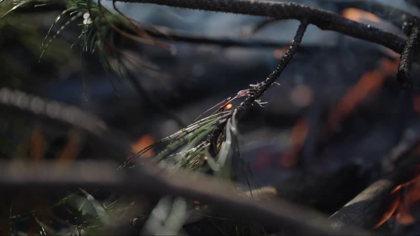Tree branch with pine needles partially consumed by a flame