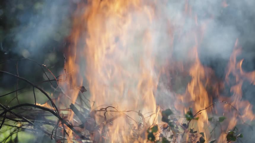 Flames consuming branches and foliage in an outdoor environment