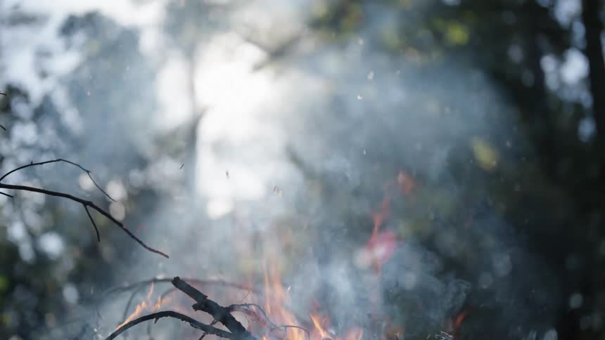 A bonfire is burning branches in a forest and white smoke is rising upwards