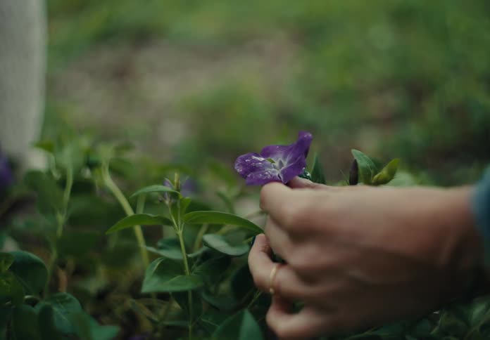 A woman twists a purple flower preparing to pick it