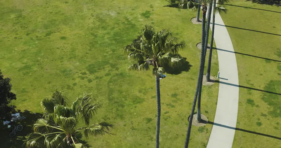 Aerial panorama of tropical coconut trees in a garden