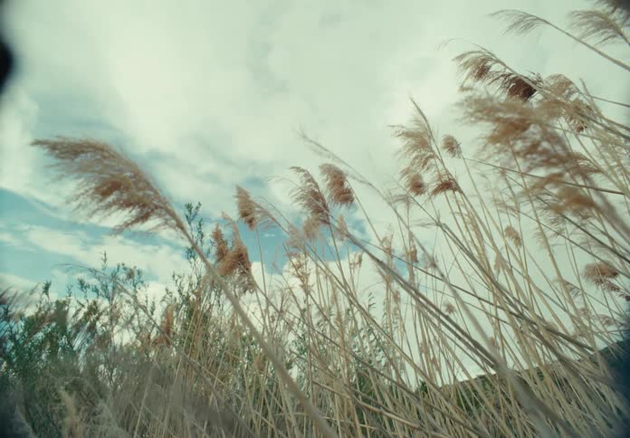 A patch of dead grass sways in the breeze