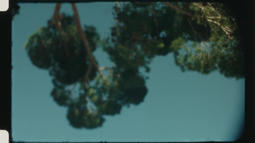 Trees gently in the wind against a blue sky