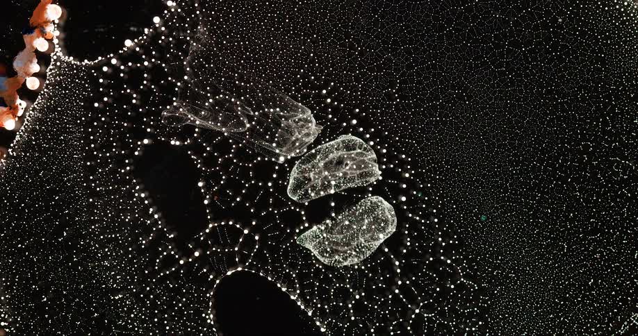 A white surface with several black dots taking over