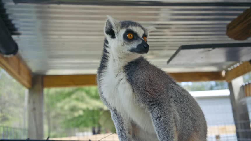 A lemur looks around inside a corrugated building