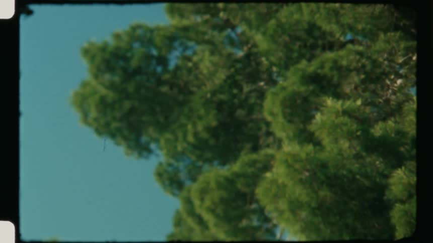 View of green trees under a clear sky
