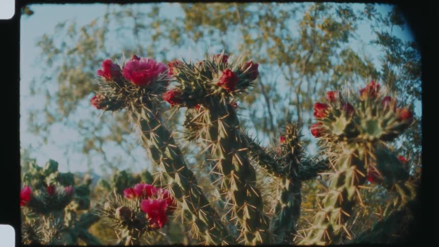 Close up of a thorny cactus with red blooms
