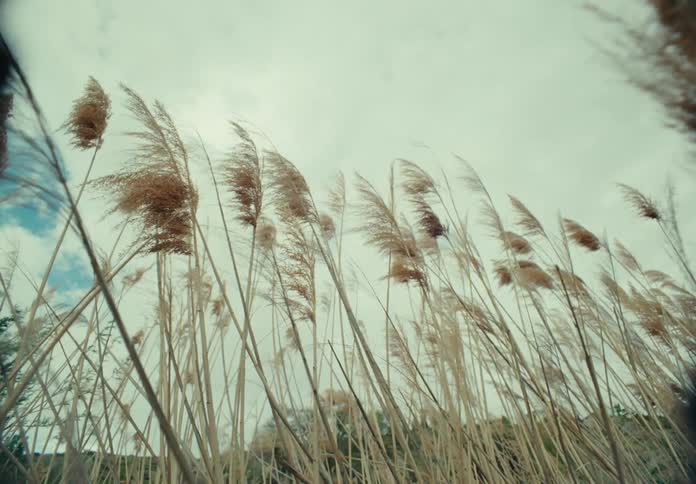 Golden reeds sway gracefully in the wind against a pale blue sky