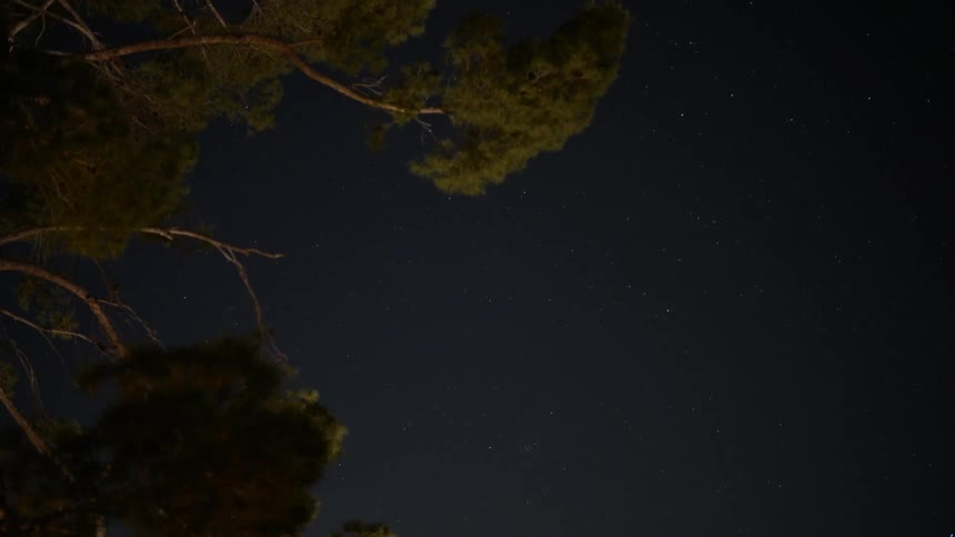 The stars shine over trees in the night sky