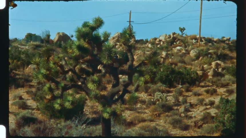 A tree and various plants grow on desert soil near powerlines