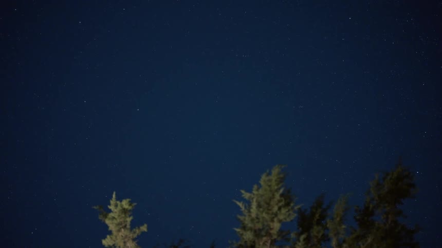 Stars fill the night sky over a pine forest
