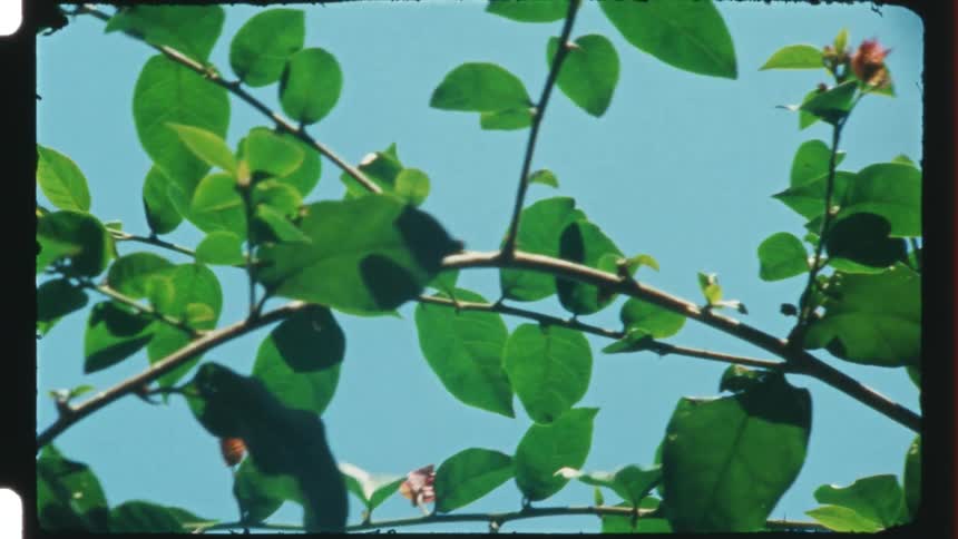 Branches filled with leaves and sparse flowers blowing in the breeze