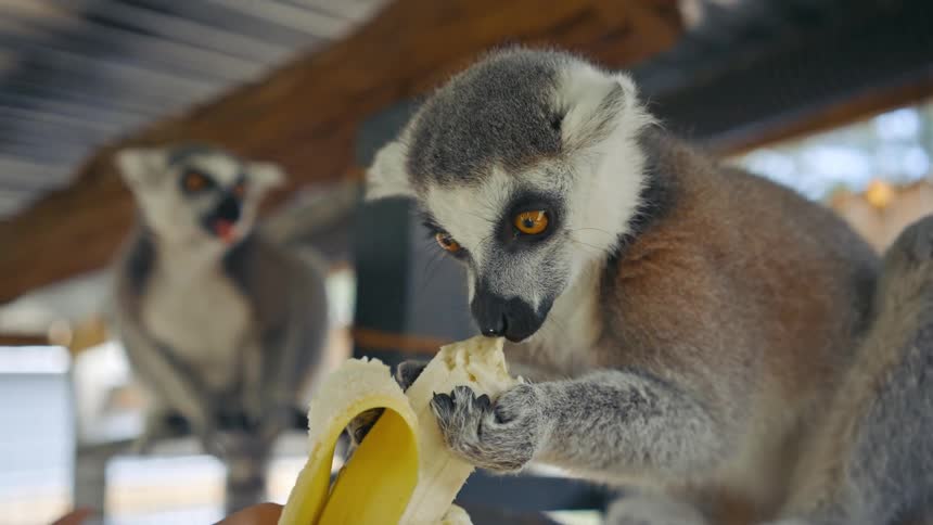A lemur eats a banana out of the hand of a person