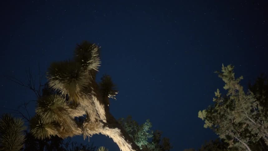 Looking up into a night sky with trees illuminated by light