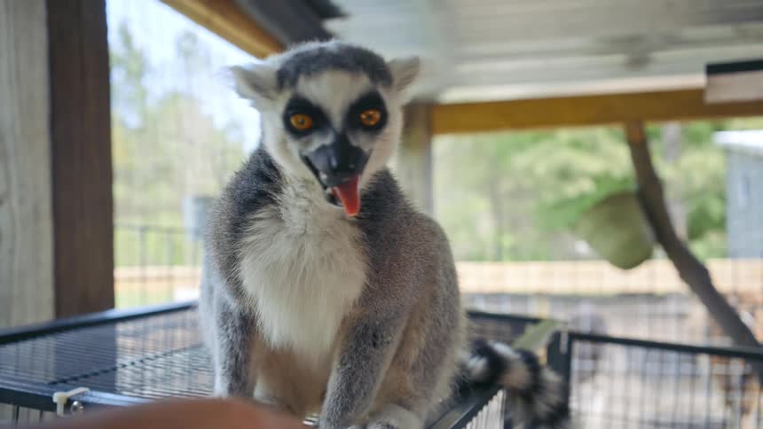 A person feeds a lemur standing on a cage