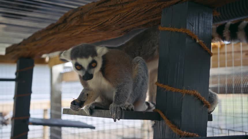 A lemur perched on a wooden beam inside a metalgrid enclosure