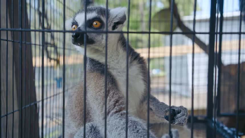 A lemur with orange eyes looks around while locked in a cage