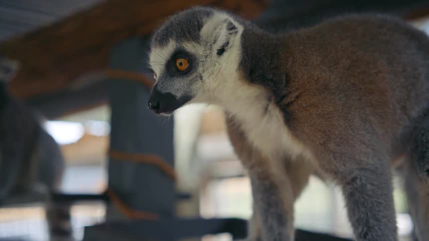 Lemurs sitting near a scratching post inside a building with a wall of windows