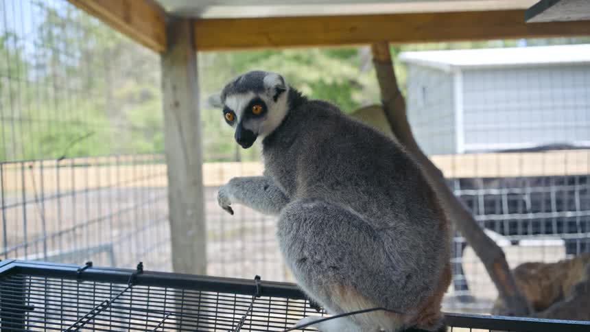 A lemur chews while sitting on the top of a cage at a zoo