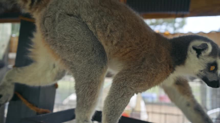 Lemur walking in a cage