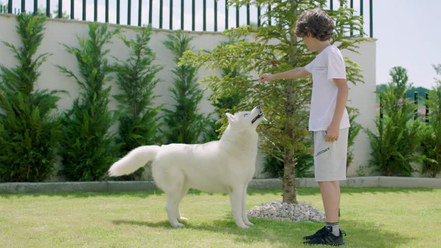 White dog stands on a lawn alert while a boy holds out a treat