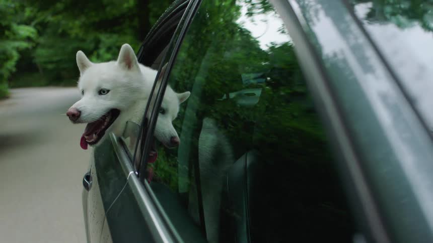 White dog in the window of a moving car