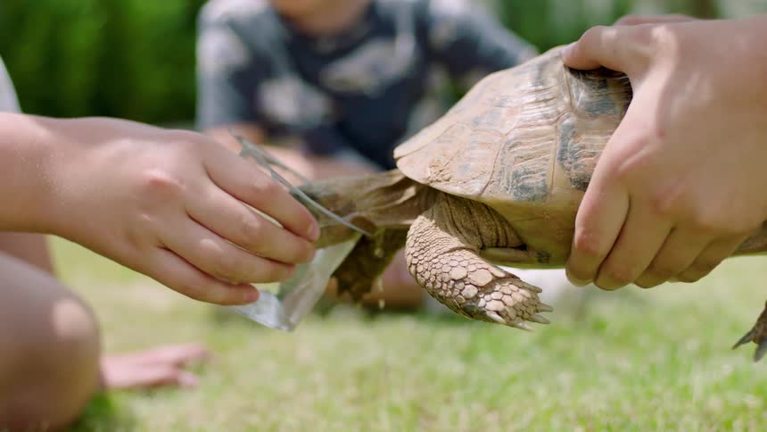 Pair of hands holding a turtle that is drinking water from a glass