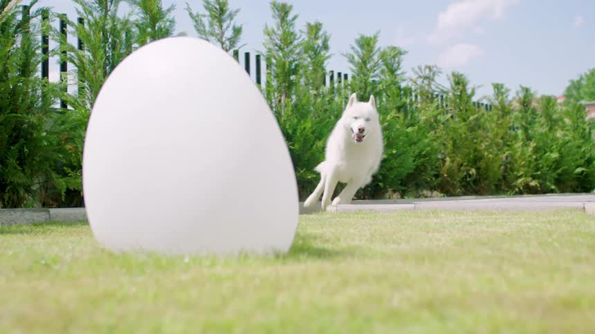 Dog running in the backyard of a house with a little boy in the background behind