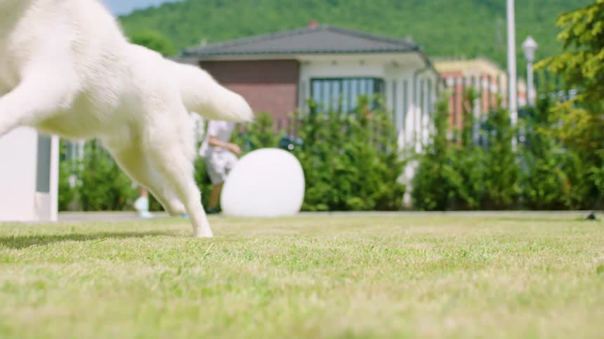 Three children playing outside on a grassy lawn chasing a white husky