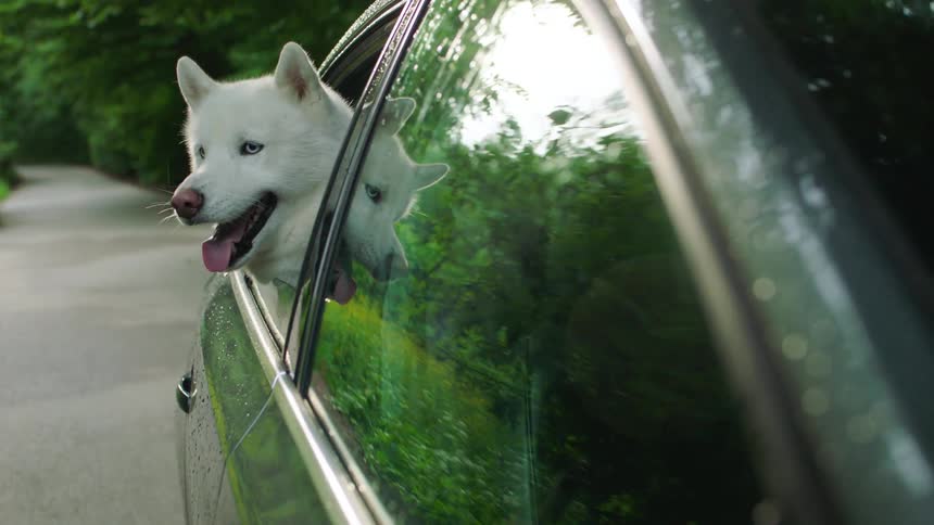 A white dog with its head out of a moving cars window enjoying the breeze