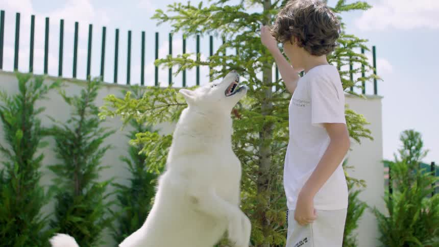 A little boy holding something in his hand and a big white dog jumps up to get it
