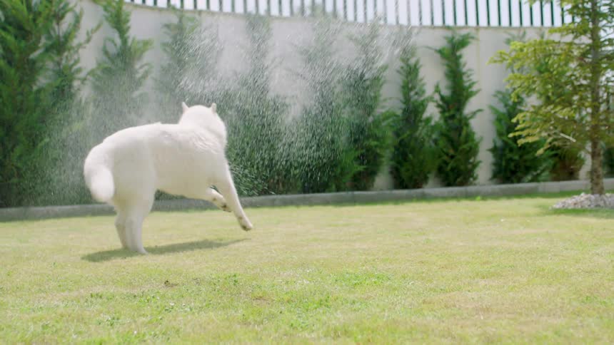 Water being thrown at a white dog that is having fun running through the grass in the backyard