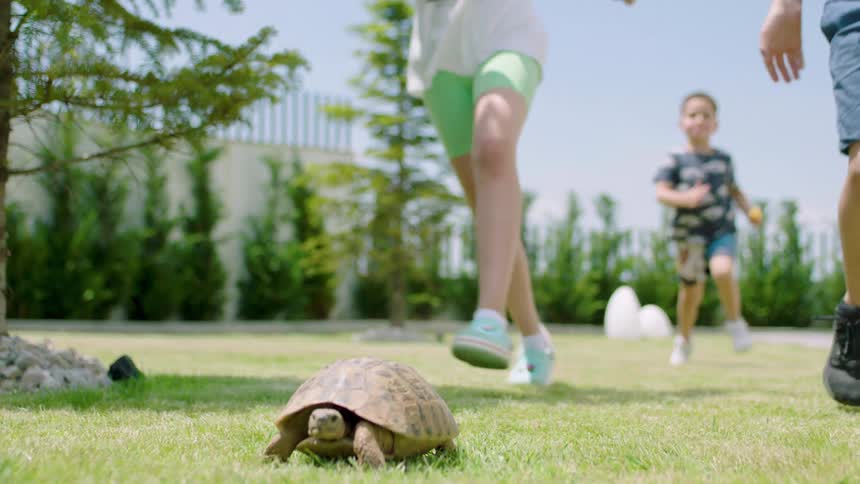 Small children running in the grass towards a turtle