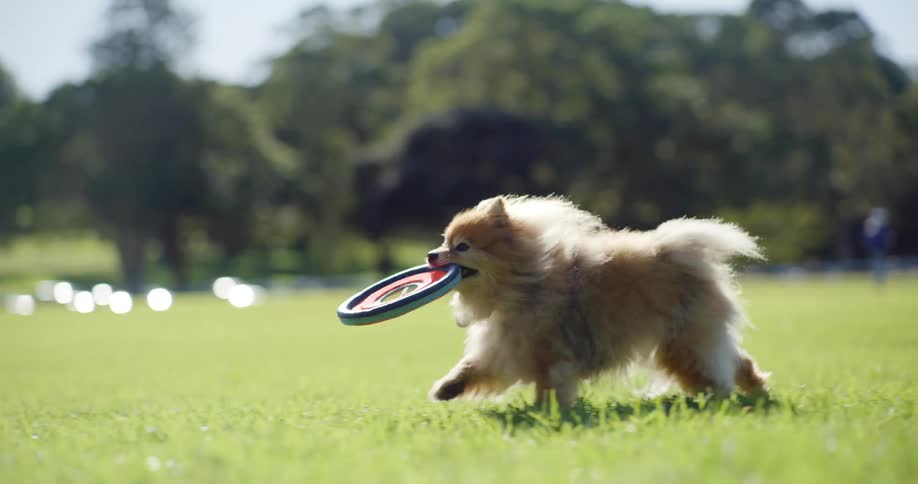A small furry dog is running on a grass field with a throwing disc in its mouth
