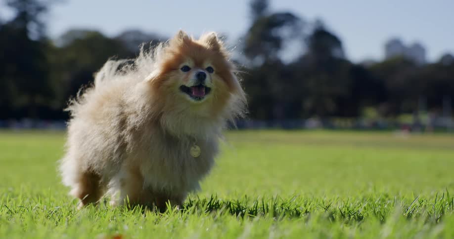 Small dog on the grass in a park with its tongue out